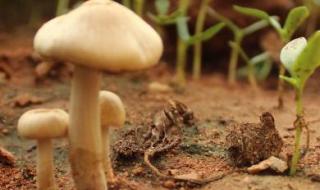 蘑菇发芽全过程